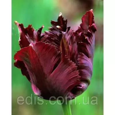 Тюльпан папуговий Black Parrot 3 цибулинки