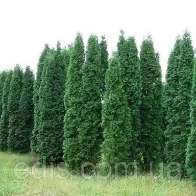 Туя Cancan (Канкан) у контейнері