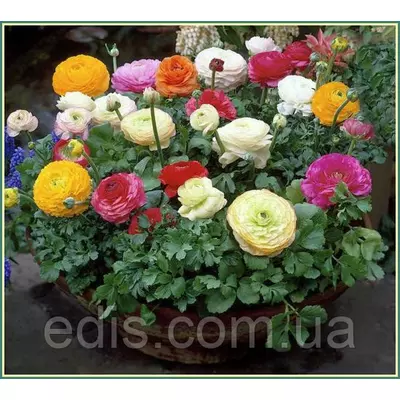 Жовтець (ранункулюс/лютик) азіатський суміш 3 шт.