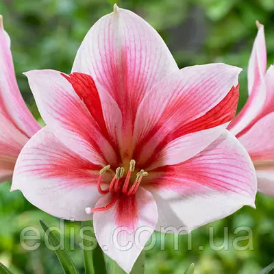 Гіппеаструм простий Gervase (Гервес) 1 цибулина 24/26