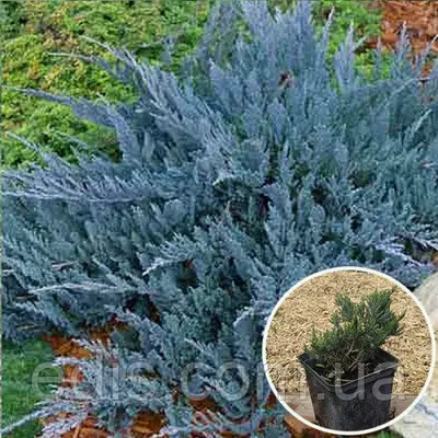 Ялівець Blue Chip (Блю Чіп) у контейнері