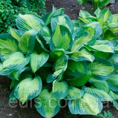 Хоста Captain Kirk (Капітан Кірк) контейнер 1л.