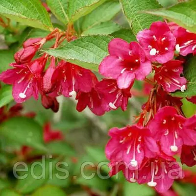 Вейгела Eva Rathke , саджанець