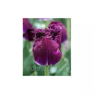 Тюльпан бахромчастий Purple Crystal (Пурпл Кристал) 3 цибулинки