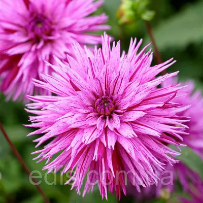 Жоржина Фимбриата Striped Ambition