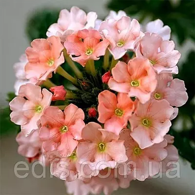 Вербена гібридна Лососева 0,1 г, насіння Яскрава