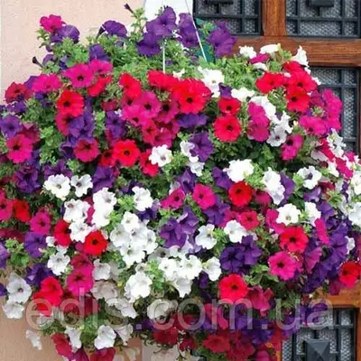 Петунія звисаюча суміш 0.015 г ТМ Яскрава