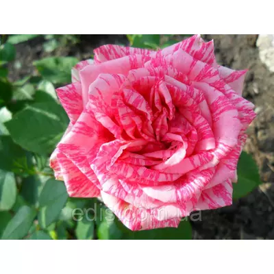 Троянда Пінк Интуишин (Pink Intuition) чайно-гібридна