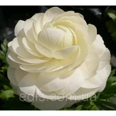 Жовтець (ранункулюс/лютик) азіатський білий 3 шт.