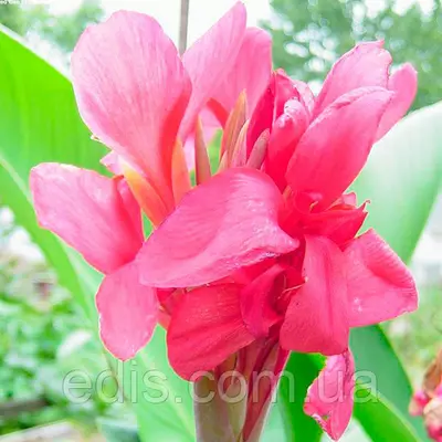 Канна низькоросла Crimson Beauty