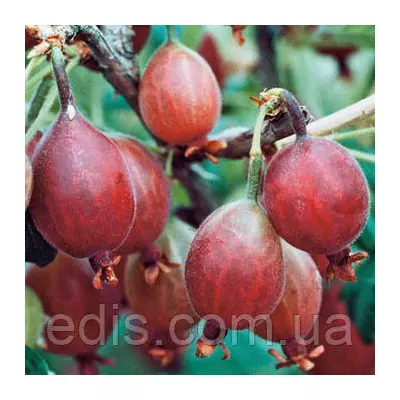 Агрус Роланда штамб (середньопізній)