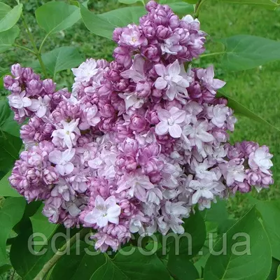 Бузок Тарас Бульба