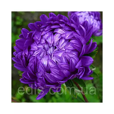 Айстра карликова Міледі Дункельблау 0,3 г насіння Яскрава