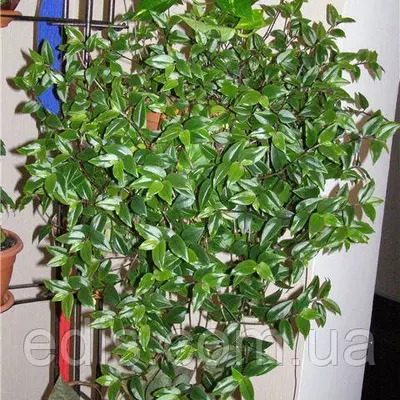 Живець Традесканція миртолистна