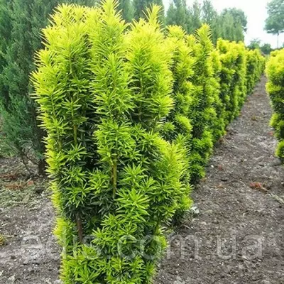 Тис ягідний David (Давид) у контейнері