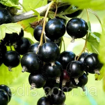 Смородина чорна Скарб (рання)