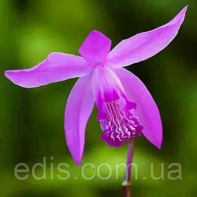 Орхідея садова Блетілла Striata