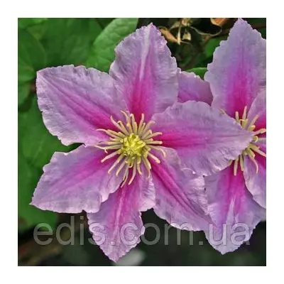 Клематис Piilu