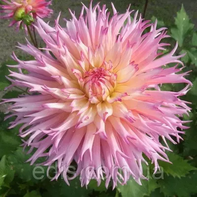 Жоржина Фимбриата Nenekazi