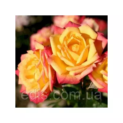 Троянда бордюрна Літтл Сансет (Little Sunset)