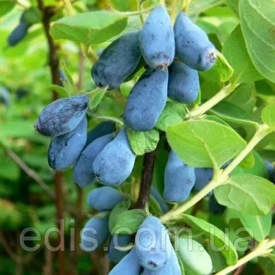 Жимолость Індиго Джем