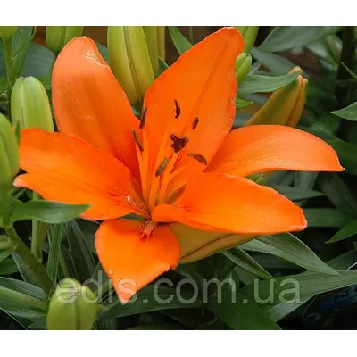 Лілія азіатська Elite (Еліт) 1 цибулина 12/14