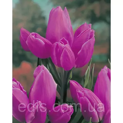 Тюльпан мультифлора Purple Bouquet (Пурпул букет) 3 цибулини 11/12