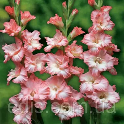 Гладіолус гофрований Monte gordo (Монті Гордо) 3 шт/уп. 12/14