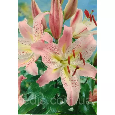 Лілія орієнтальна тигрова Coral Queen (Корал Куін) 1 цибулина 12/14