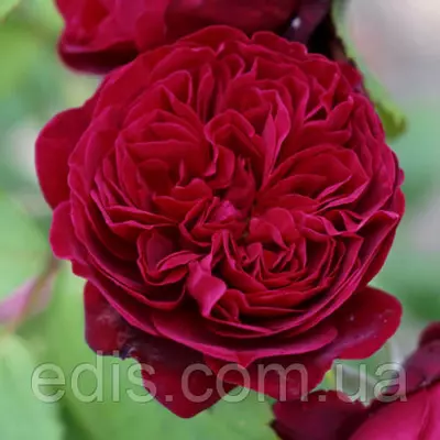 Троянда паркова (шраб) Бісантенер де Гіє (Bicentenaire de Guillot)