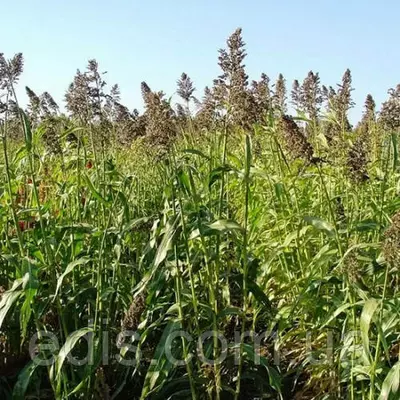 Трава Суданська 1 кг