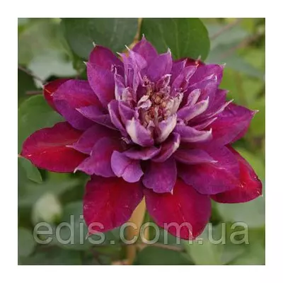 Клематис Temptation