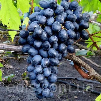 Виноград кишмиш Осінній Королівський