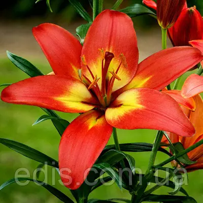 Лілія азіатська Forever Linda (Форевер Лінда) 1 цибулина 12/14