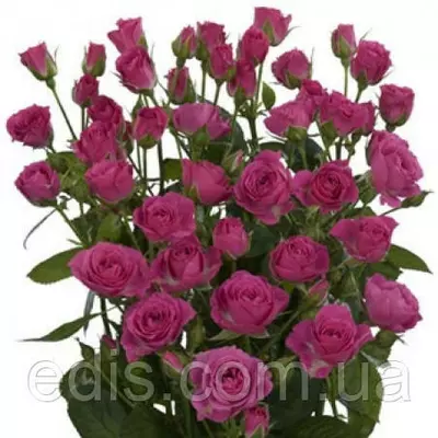 Троянда Спрей Бузкова