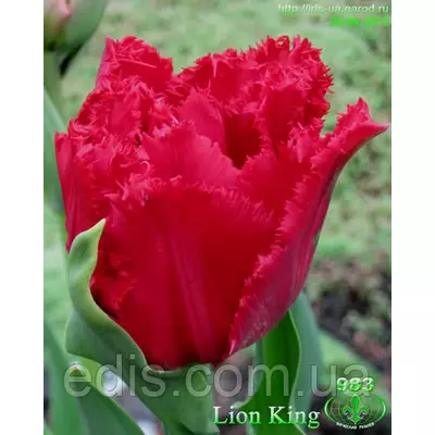 Тюльпан махровий оторочений Lion King (Лаєн Кінг ) 3 цибулини