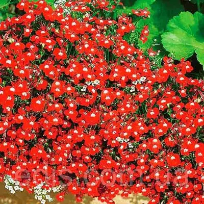 Лобелія ампельна Червоний каскад 0,1 г