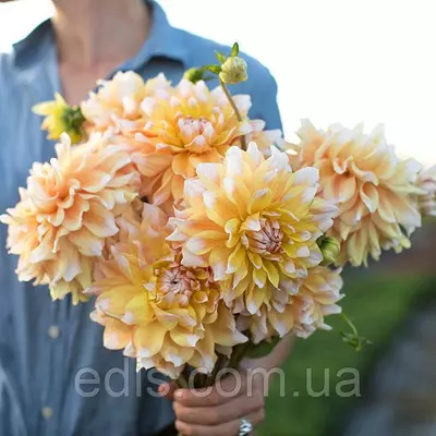 Жоржина Seattle (декоративна, гігантська квітка)