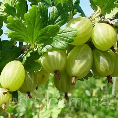 Агрус Смарагдовий (ранній)