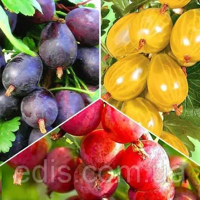 Товар тижня! Набір агруса 3 сорти