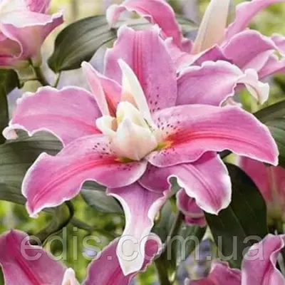 Лілія орієнтальна махрова Lilac Cloud 1 цибулина 14/16