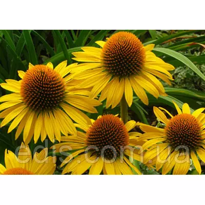 Ехінацея Harvest Moon