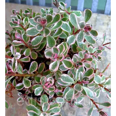 Очиток (седум) Триколор (Sedum spurium 'Tricolor')