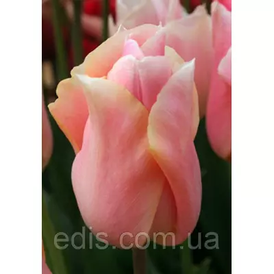 Тюльпан простий ранній Apricot Beauty (Епрікот Б'юті), 3 цибулини