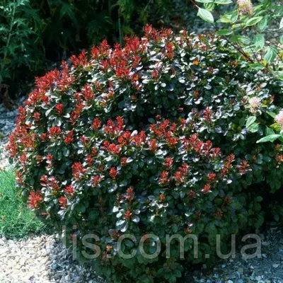 Барбарис Тунберга Bagatelle у контейнері