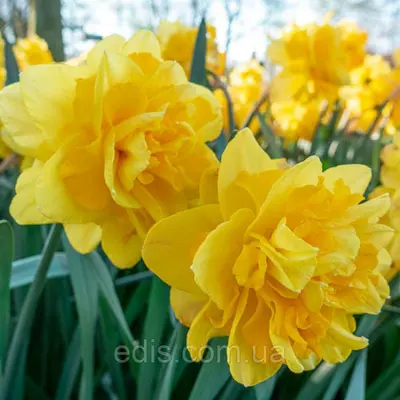 Нарцис махровий багатоквітковий Tete de Luxe (Тет де Лакс) 1 шт./уп.