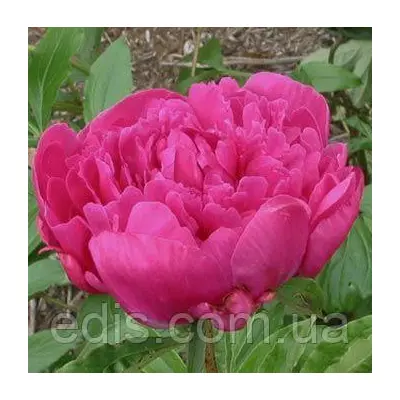 Півонія Victoire de la Marne кореневище