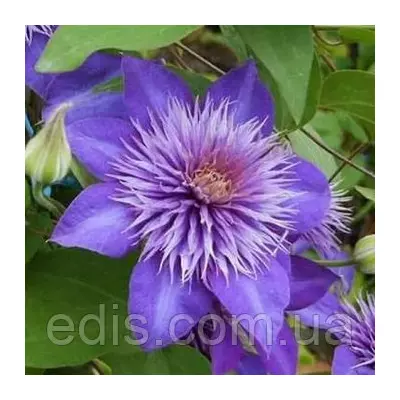Клематис Multi Blue (Мульти Блю)