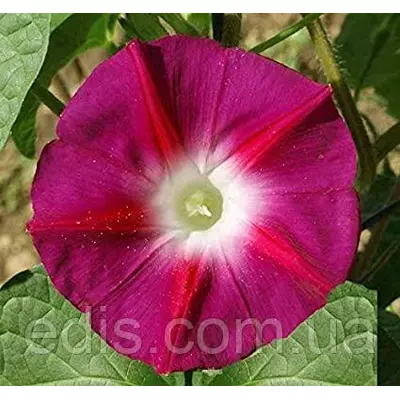 Іпомея червона 1,0 г, насіння Яскрава