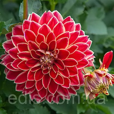 Жоржина гігантська Maxime (Максим)